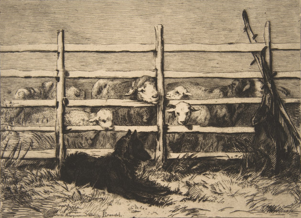 Geparkeerde Schapen, 1856 door Felix Bracquemond