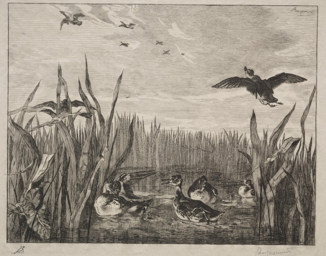Tafeleend door Felix Bracquemond