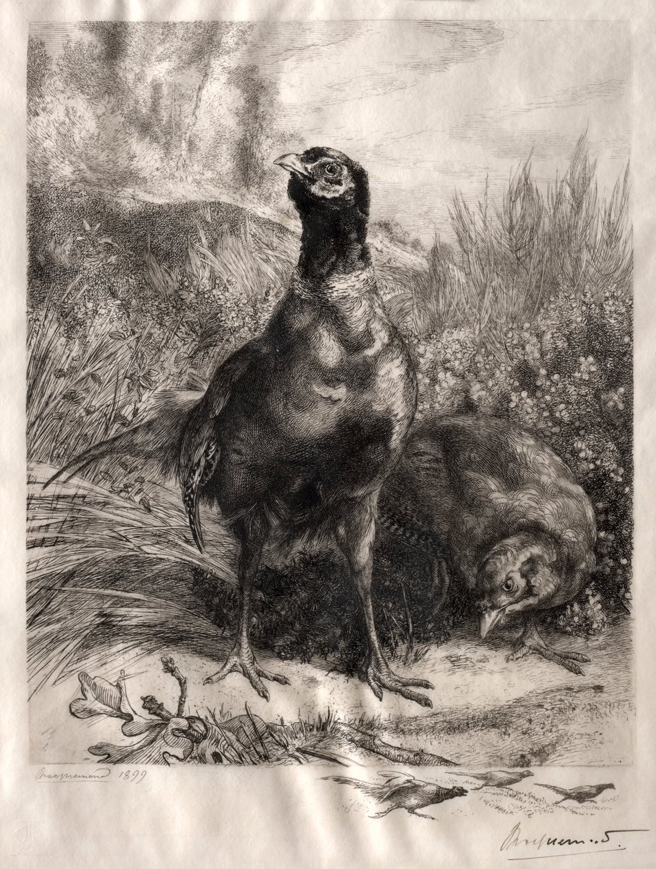 De fazanten, 1899 door Felix Bracquemond