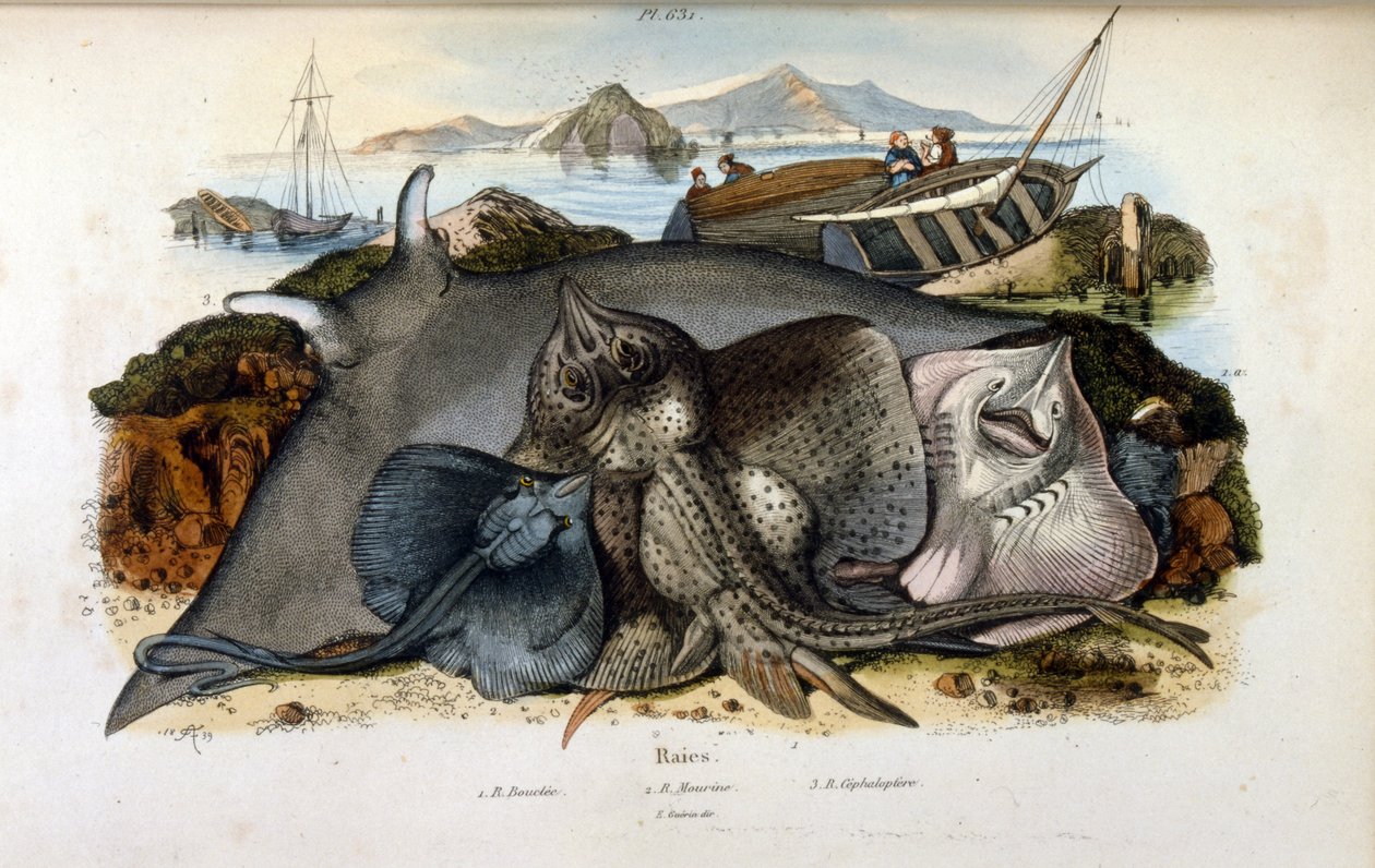 Illustratie van Manta Ray vis (chromolithografie uit Dictionnaire pittoresque d