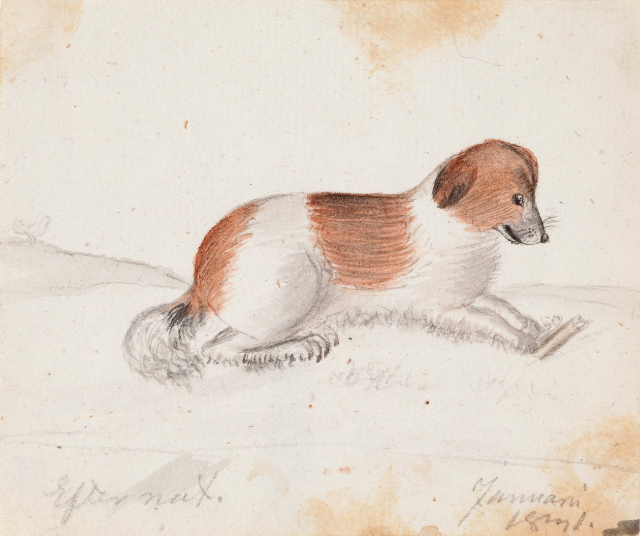 Hond door Ferdinand von Wright