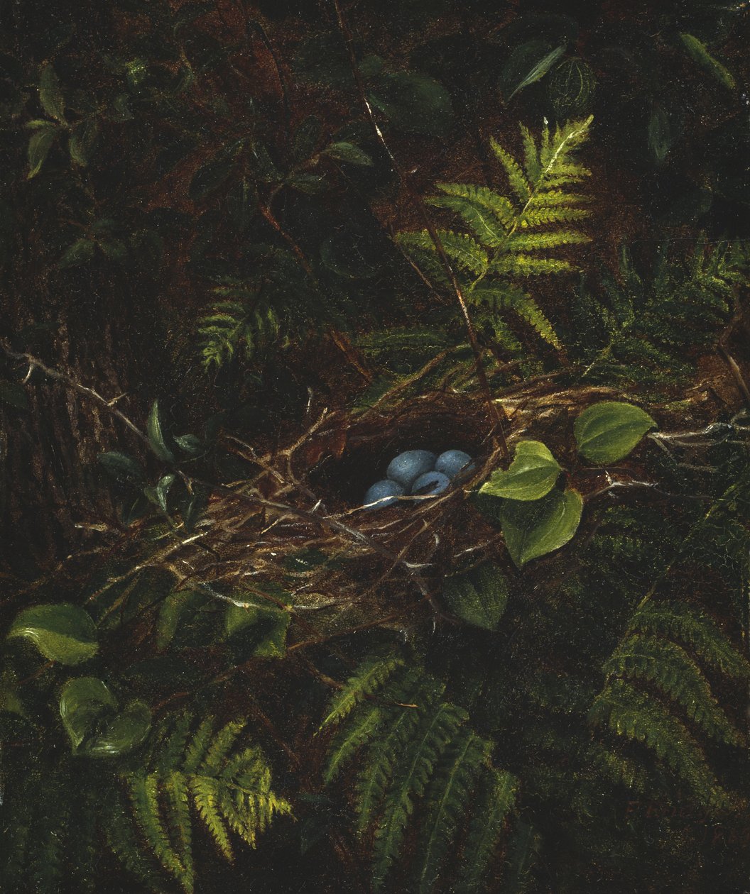 Vogelnest en Varens, 1863 door Fidelia Bridges