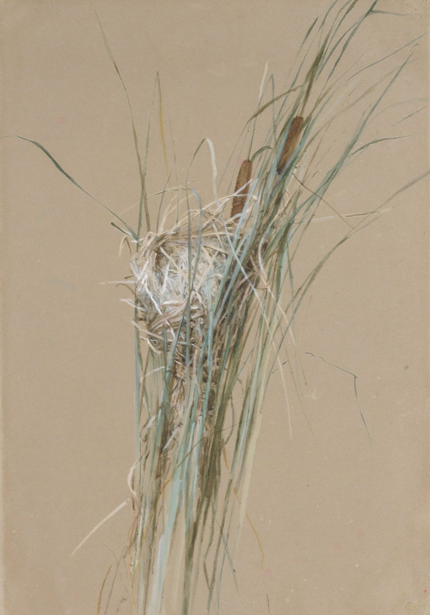 Vogelnest in Lisdodden door Fidelia Bridges