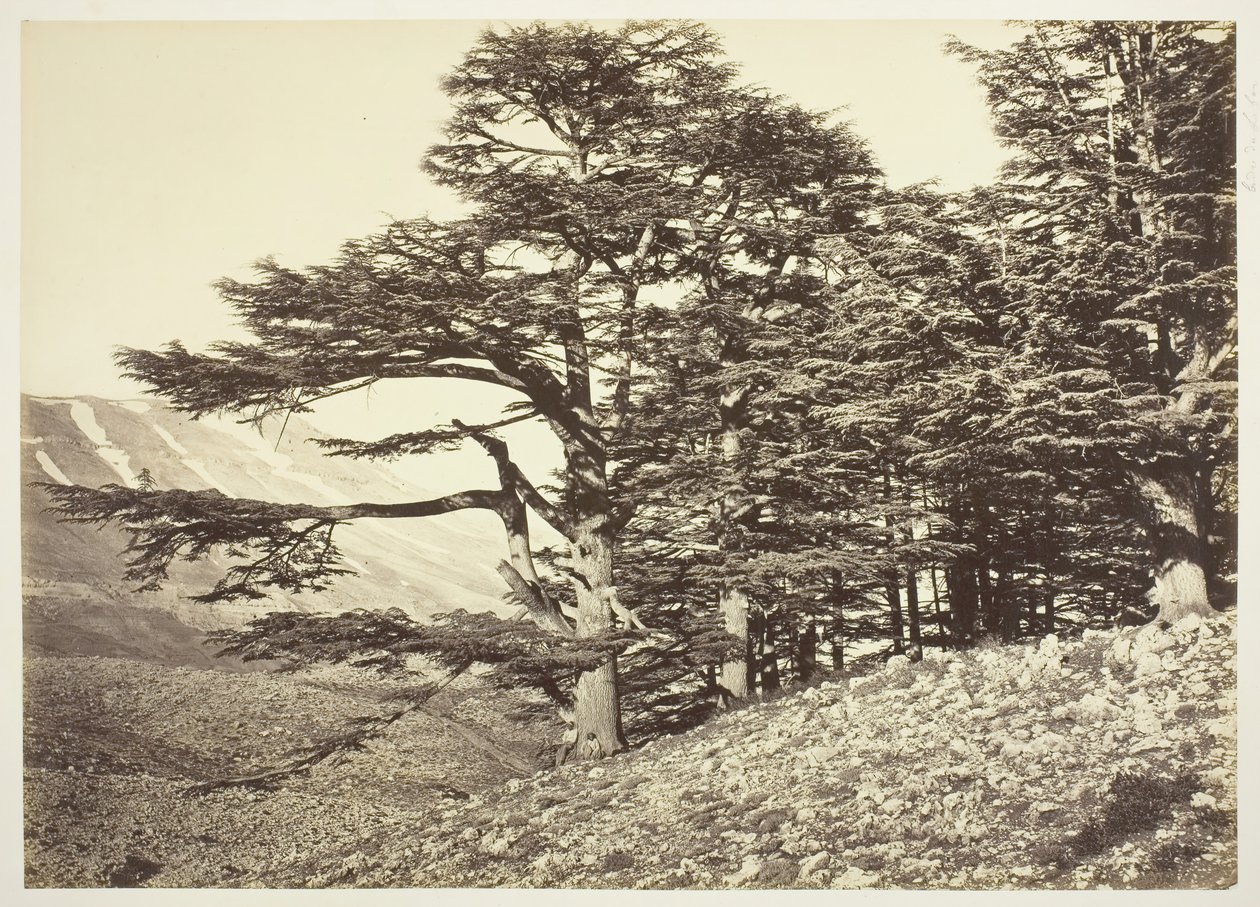 Ceders van Libanon, c. 1870. door Félix Bonfils