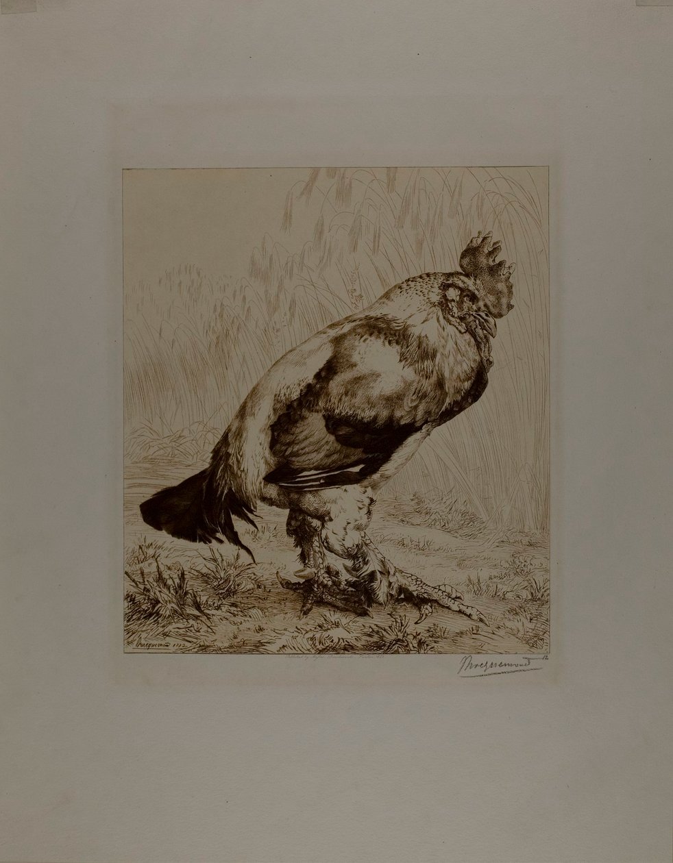 De oude haan door Félix Henri Bracquemond