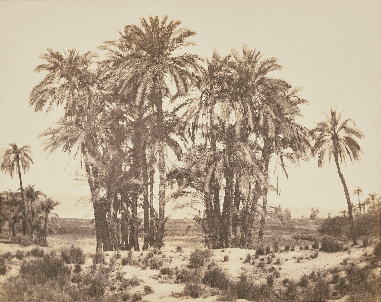 [Boomgaard van dadelpalmen gezien vanaf punt A, Karnak]. door Félix Teynard