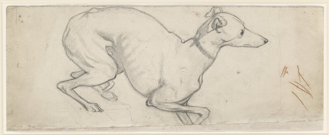 Studie van een Windhond door Ford Madox Brown