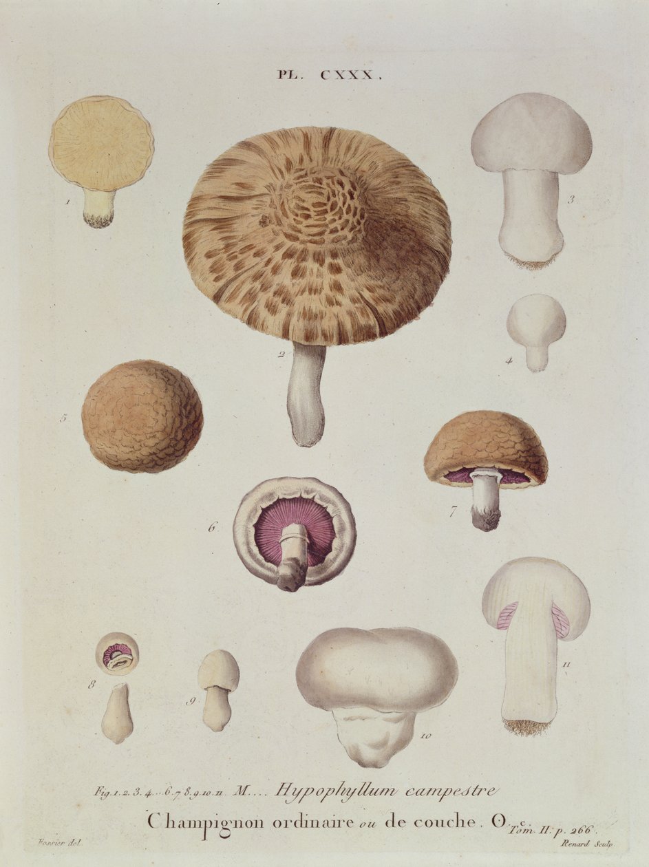 Hypophyllum campestre of de veldpaddenstoel, plaat 130 uit 