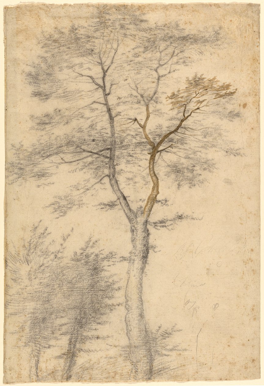 Drie studies over bomen door Fra Bartolommeo (Baccio della Porta)
