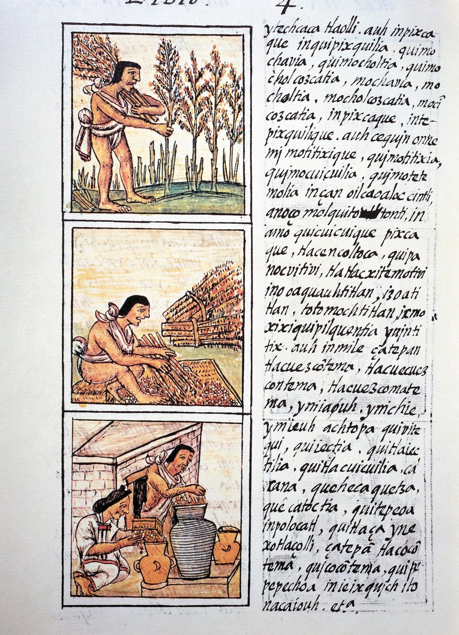Scènes uit het boerenleven, tarweoogst, plukken op mat en opslag in potten, tekst in Nahuatl, uit facsimile van manuscript Algemene Geschiedenis van de Dingen van Nieuw-Spanje, ook bekend als Florentijnse Codex, door Bernardino de Sahagun door Fra Bernadino da Sahagun