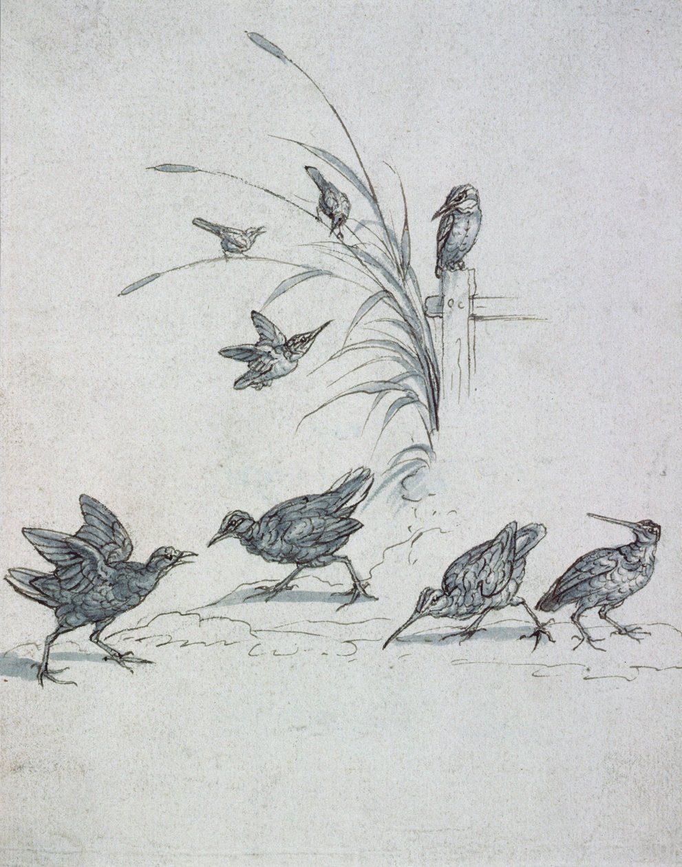 IJsvogels, Wulp en andere Vogels, 17e eeuw (tekening) door Francis Barlow
