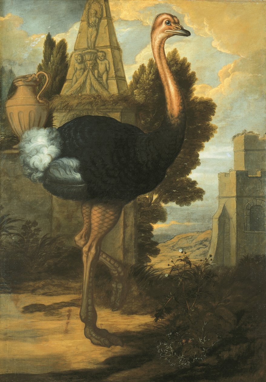 Een struisvogel door Francis Barlow