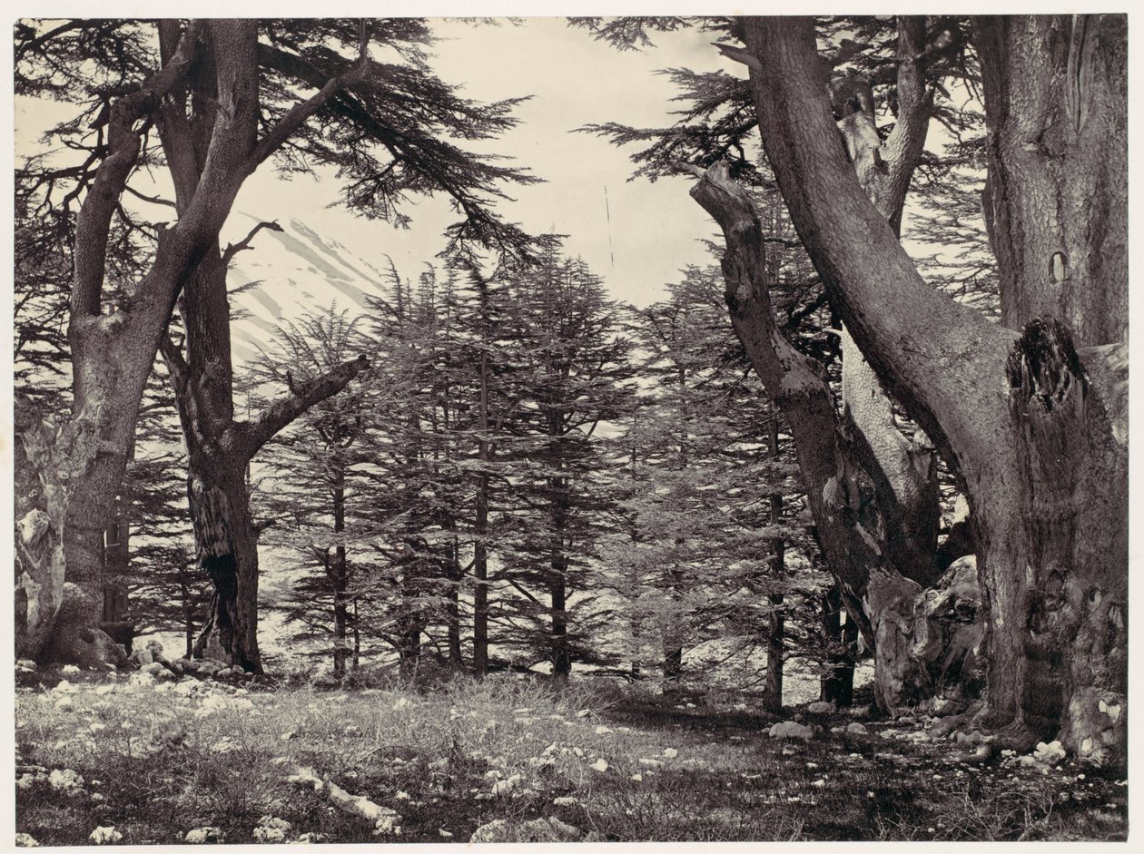 Cedars van Libanon door Francis Frith