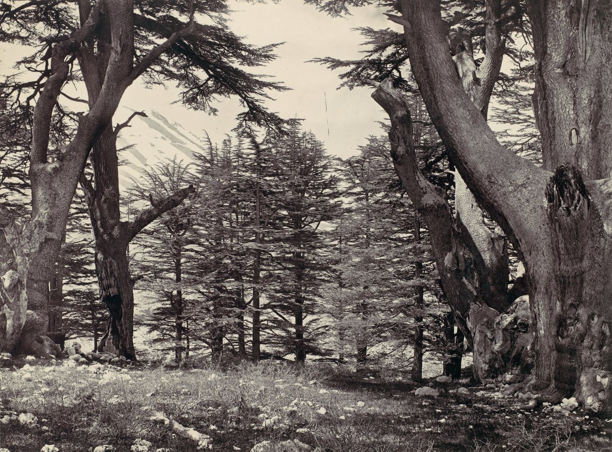 Ceders van Libanon, ca. 1857 door Francis Frith