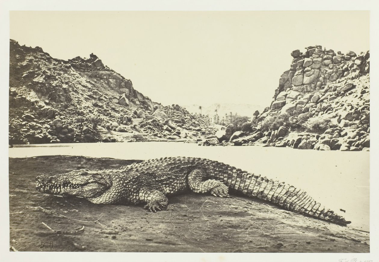 Krokodil op een zandbank, 1857 door Francis Frith