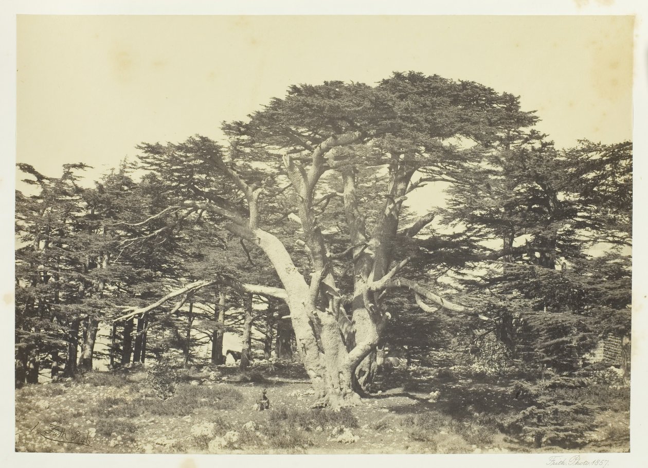 De grootste van de ceders, Mount Lebanon door Francis Frith