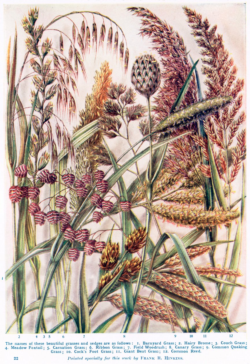 Enkele prachtige Britse grassen en sleeën (kleurenlitho) door Francis Robert Hinkins
