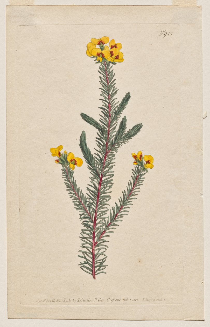 The Botanical Magazine or Flower Garden Displayed: Plaat 944, Dillwynia Glaberrima. Gladde Dillwynnia. [Dillwynia ericifolia gaberrima] door Francis Sansom