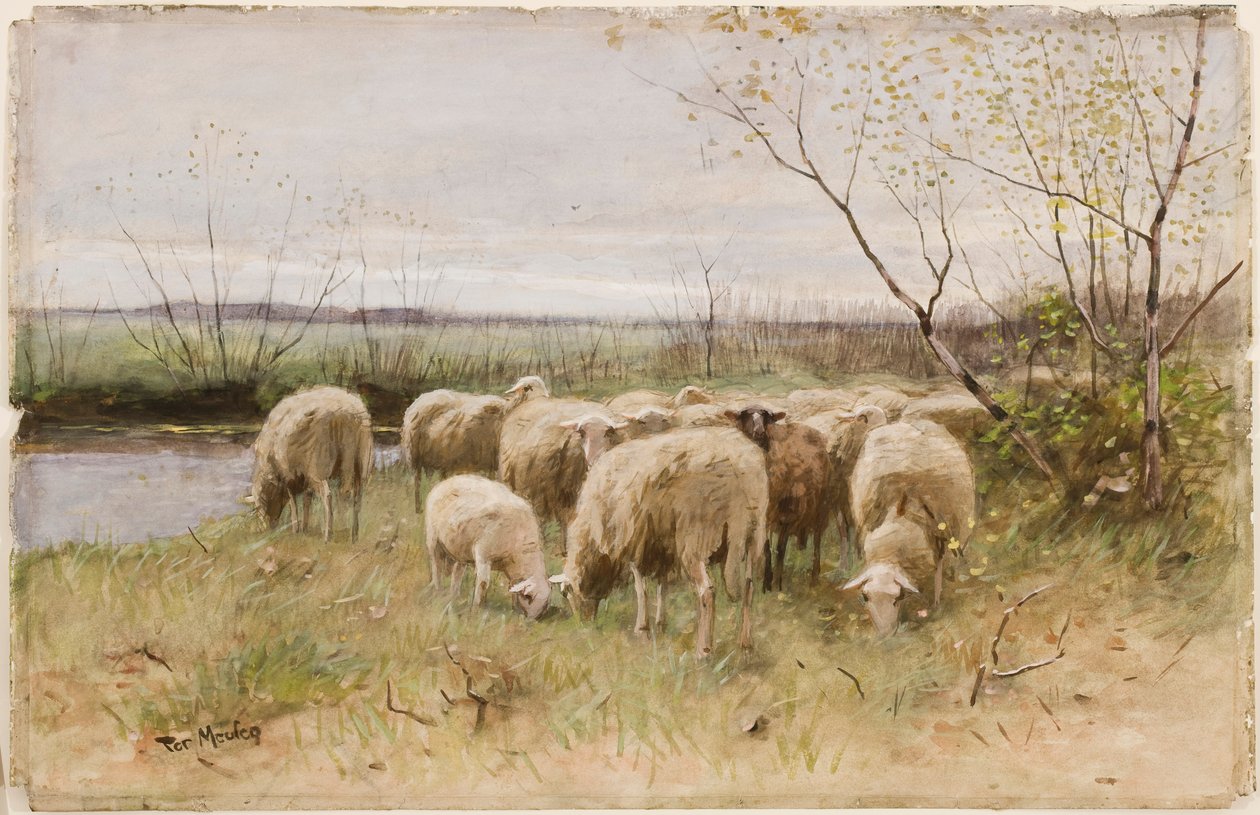 Schapen door Francois Pieter ter Meulen