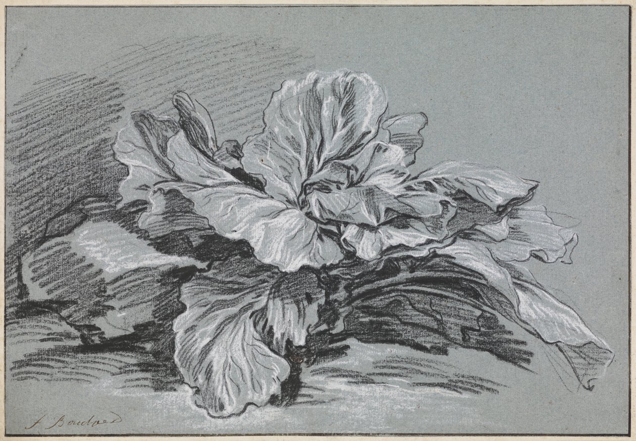 Studie van een kool door François Boucher