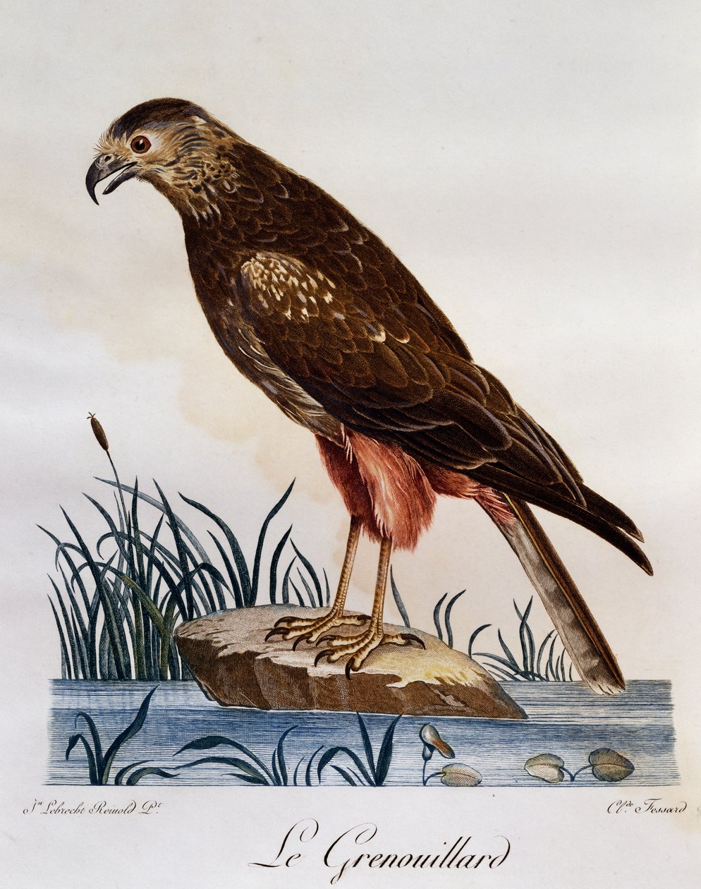 Afrikaanse Moerasbuizerd (Circus ranivorus), gravure uit Histoire Naturelle des Oiseaux d