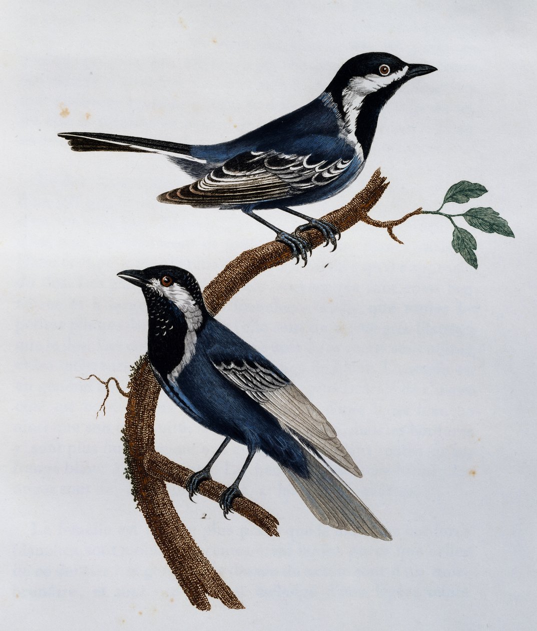 Asgrijze Mees (Parus cinerascens), gravure uit Histoire Naturelle des Oiseaux d