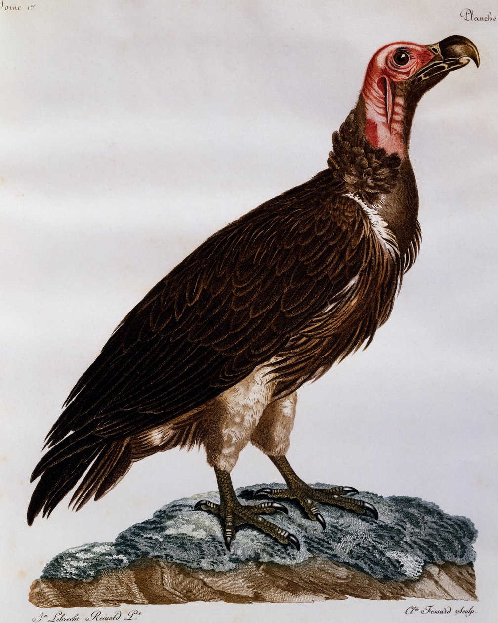 Lappet-faced Gier (Torgos tracheliotos), gravure uit Histoire Naturelle des Oiseaux d