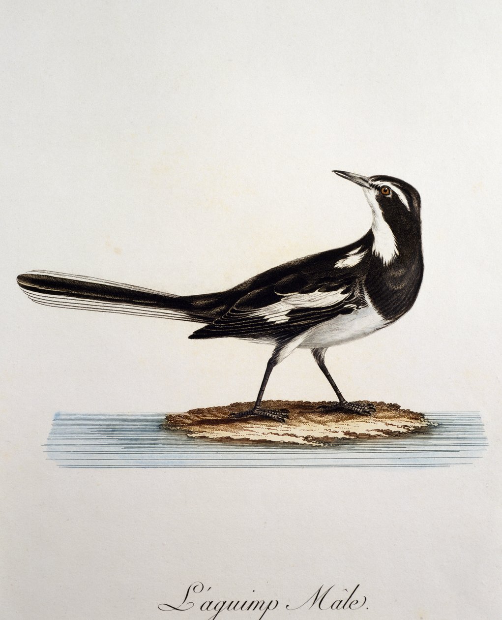 Mannetje Afrikaanse Bonte Kwikstaart (Motacilla aguimp), gravure uit Histoire Naturelle des Oiseaux d
