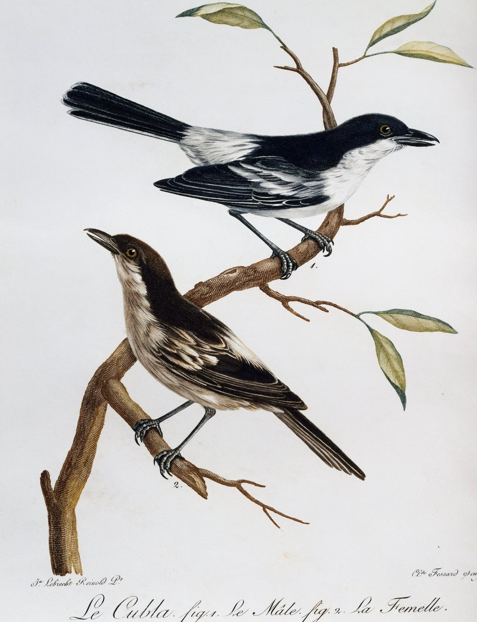 Mannetje en vrouwtje van de Zwartgerugde Puffback (Dryoscopus cubla), gravure uit Histoire Naturelle des Oiseaux d