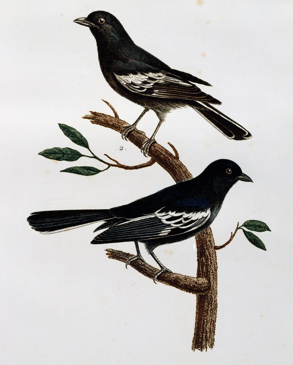 Mannetje en vrouwtje van de Zwarte Mees (Parus niger), gravure uit Histoire Naturelle des Oiseaux d