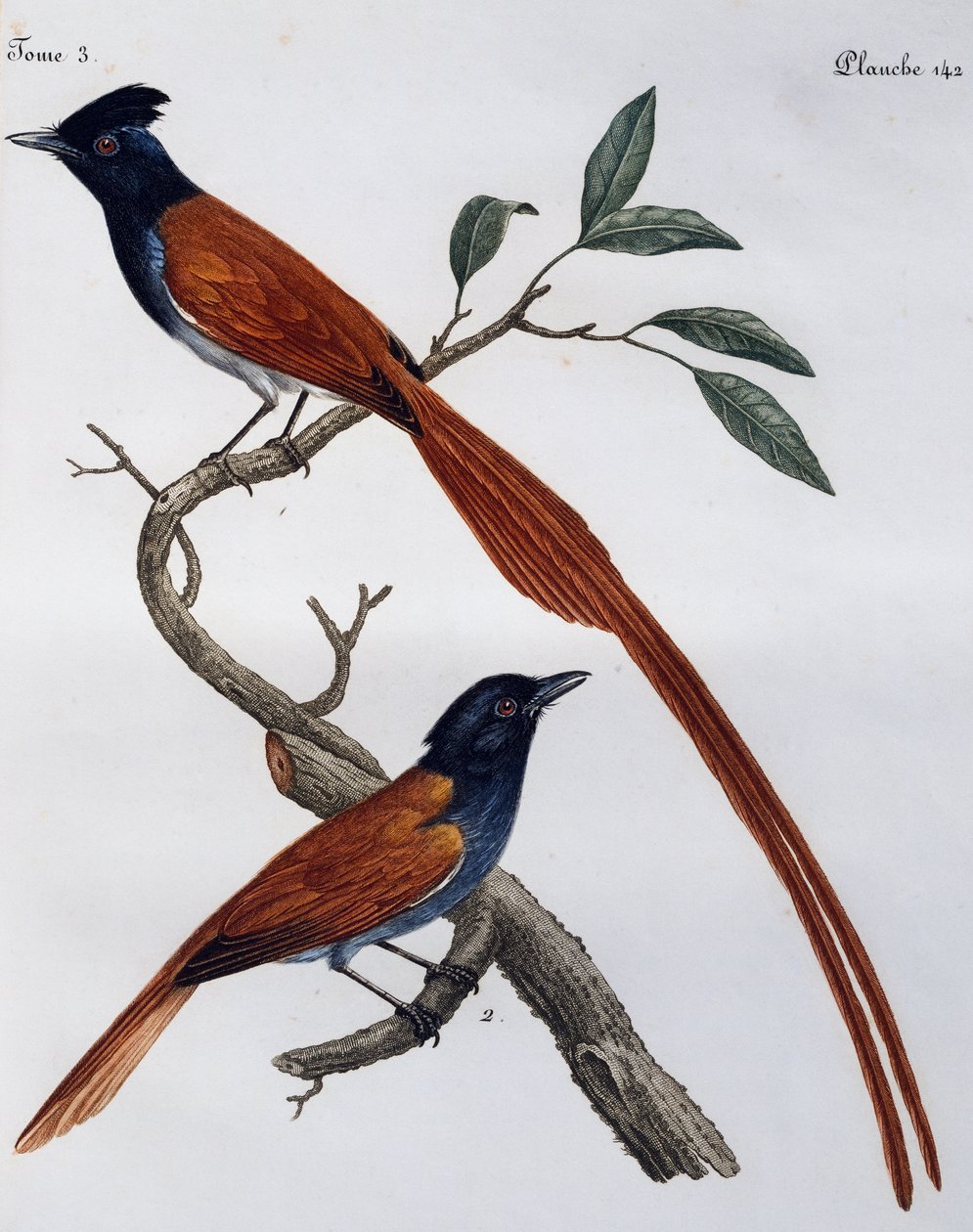 Mannetje en vrouwtje van de Grauwe Vliegenvanger (Muscicapa striata), gravure uit Histoire Naturelle des Oiseaux d