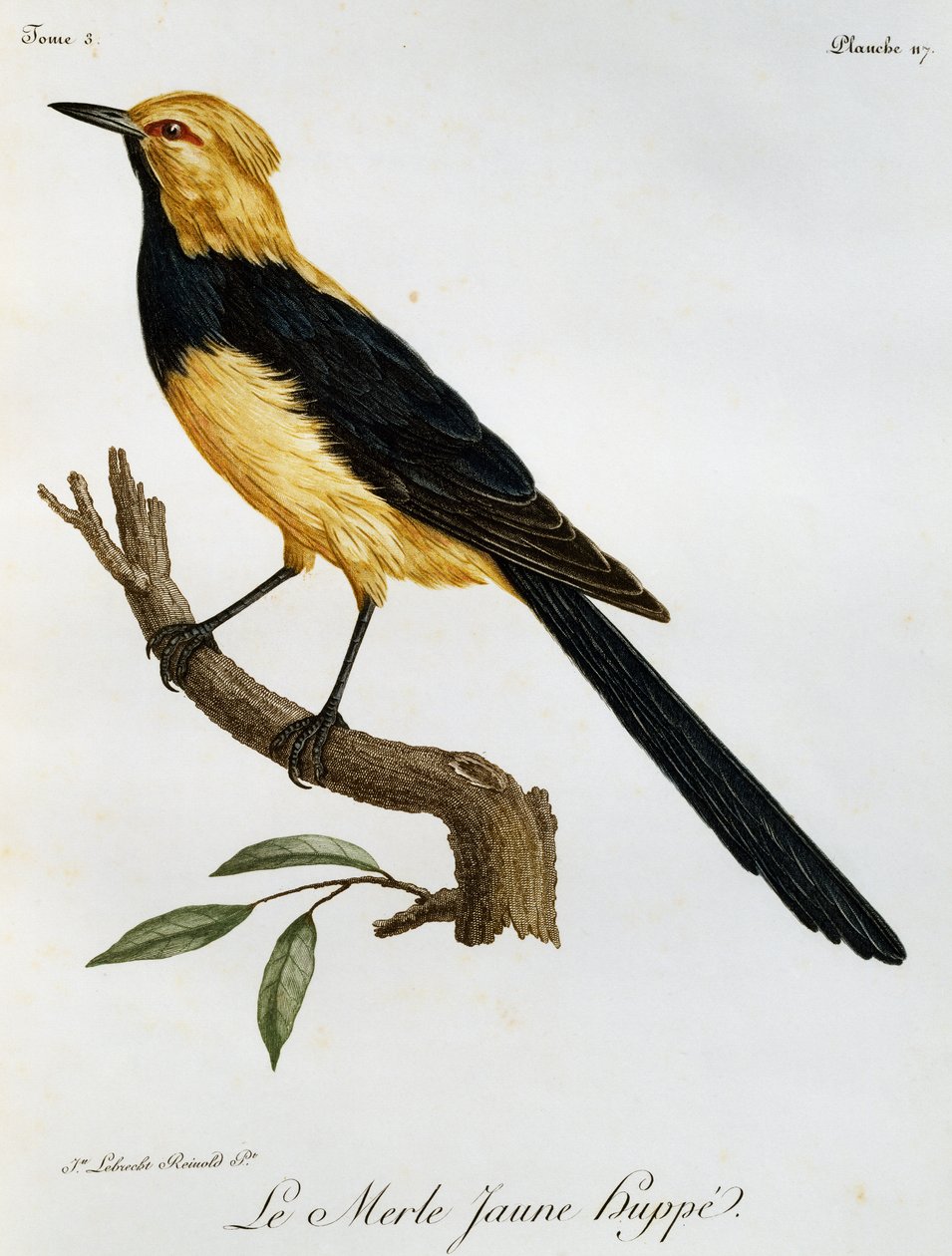 Merle Jaune Huppe, gravure uit Histoire Naturelle des Oiseaux d