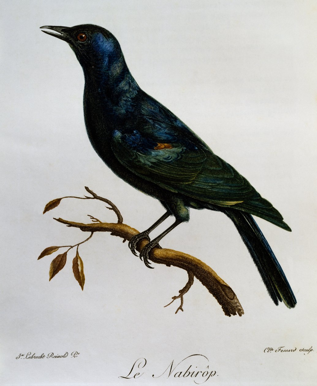 Bleekvleugelspreeuw (Onychognathus nabouroup), gravure uit Histoire Naturelle des Oiseaux d