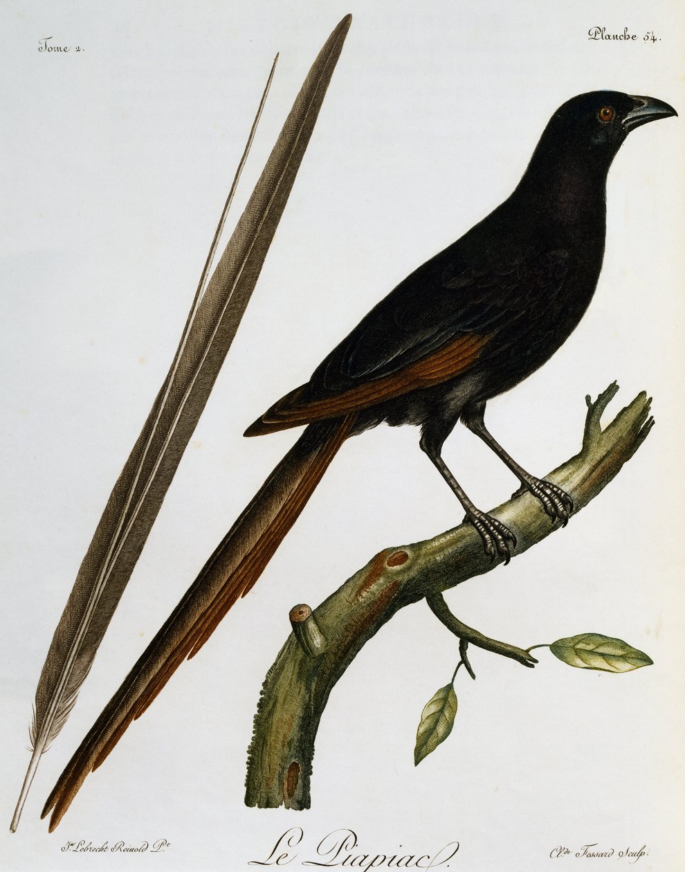 Piapiac (Ptilostomus afer), gravure uit Histoire Naturelle des Oiseaux d