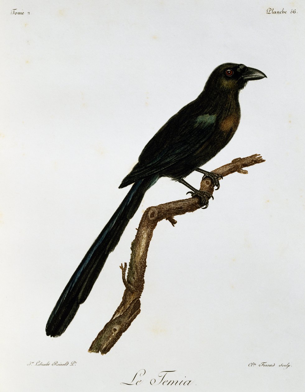 Racketstaartboomkraai (Crypsirina temia), gravure uit Histoire Naturelle des Oiseaux d