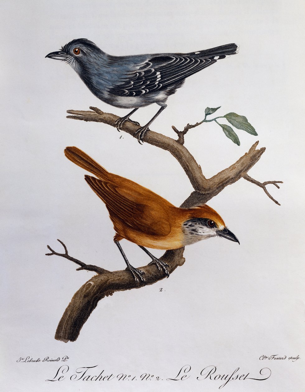 Tachet en, hieronder, Rousset, gravure uit Histoire Naturelle des Oiseaux d