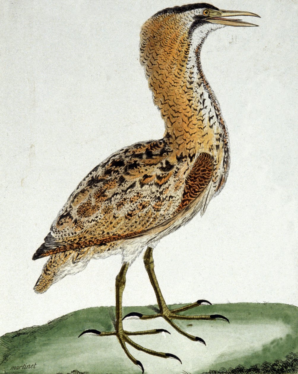 Roerdomp door Francois Nicolas Martinet