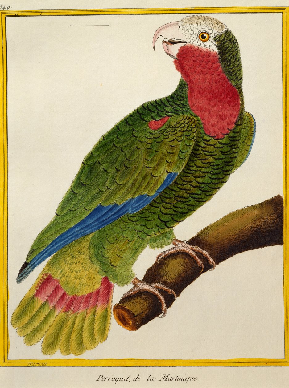 Cubaanse papegaai (Amazona leucocephala), uit Histoire naturelle des oiseaux door Francois Nicolas Martinet