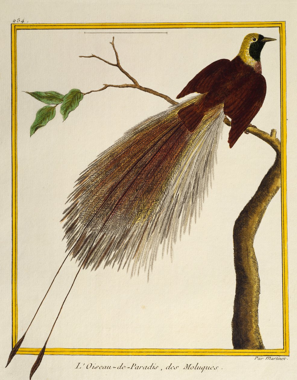 Grote Paradijsvogel (Paradisaea apoda), uit Histoire naturelle des oiseaux door Francois Nicolas Martinet