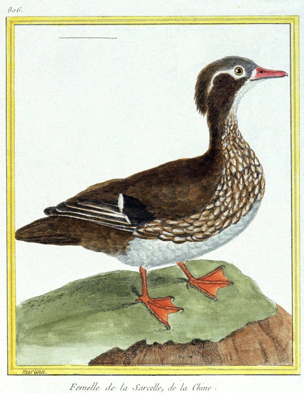 Chinese Taling. Gravure door Francois Nicolas Martinet in: Histoire naturelle des oiseaux, door Georges Louis Leclerc de Buffon, Frankrijk, ca. 1777 door Francois Nicolas Martinet