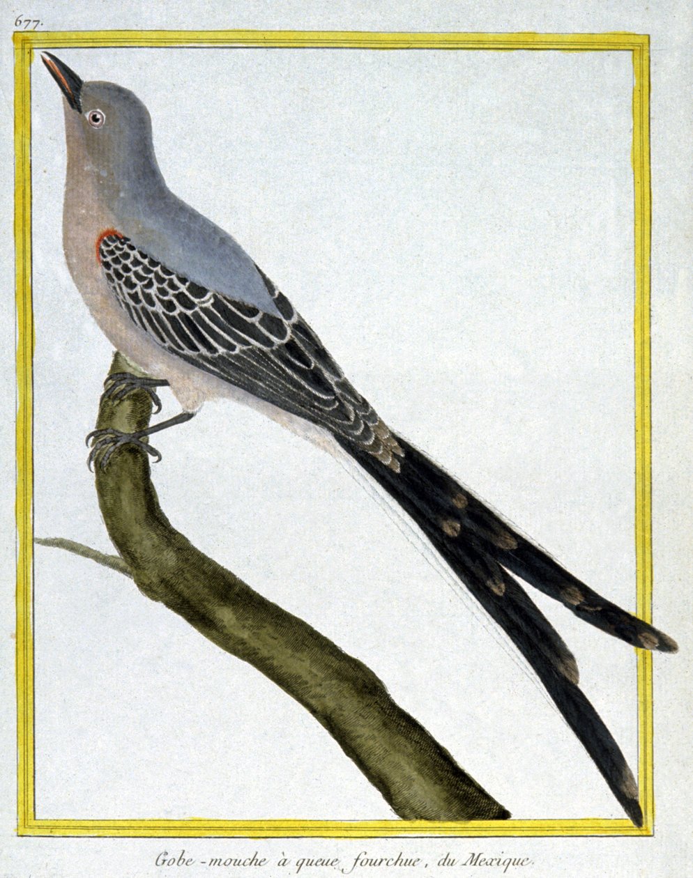 Wetenschap. Zoölogie. Vliegenvanger van Mexico. Gravure door Francois Nicolas Martinet in: Histoire naturelle des oiseaux, door Georges Louis Leclerc de Buffon, Frankrijk, c.1777 door Francois Nicolas Martinet