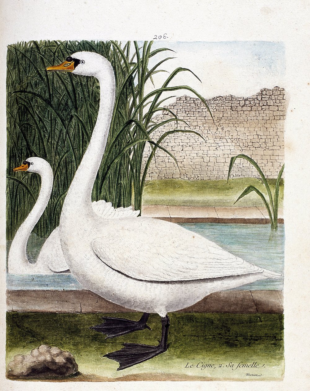 Zoologische plaat (ornithologie): vooraan: de zwaan en daarachter zijn vrouwtje (tuber zwaan of cygnus olor). Illustratie in “De Geschiedenis van de Vogels, Geschilderd in Hun Verschijnende en Gevoelige Aspecten” door Francois Nicolas Martinet (1731-1800). door Francois Nicolas Martinet