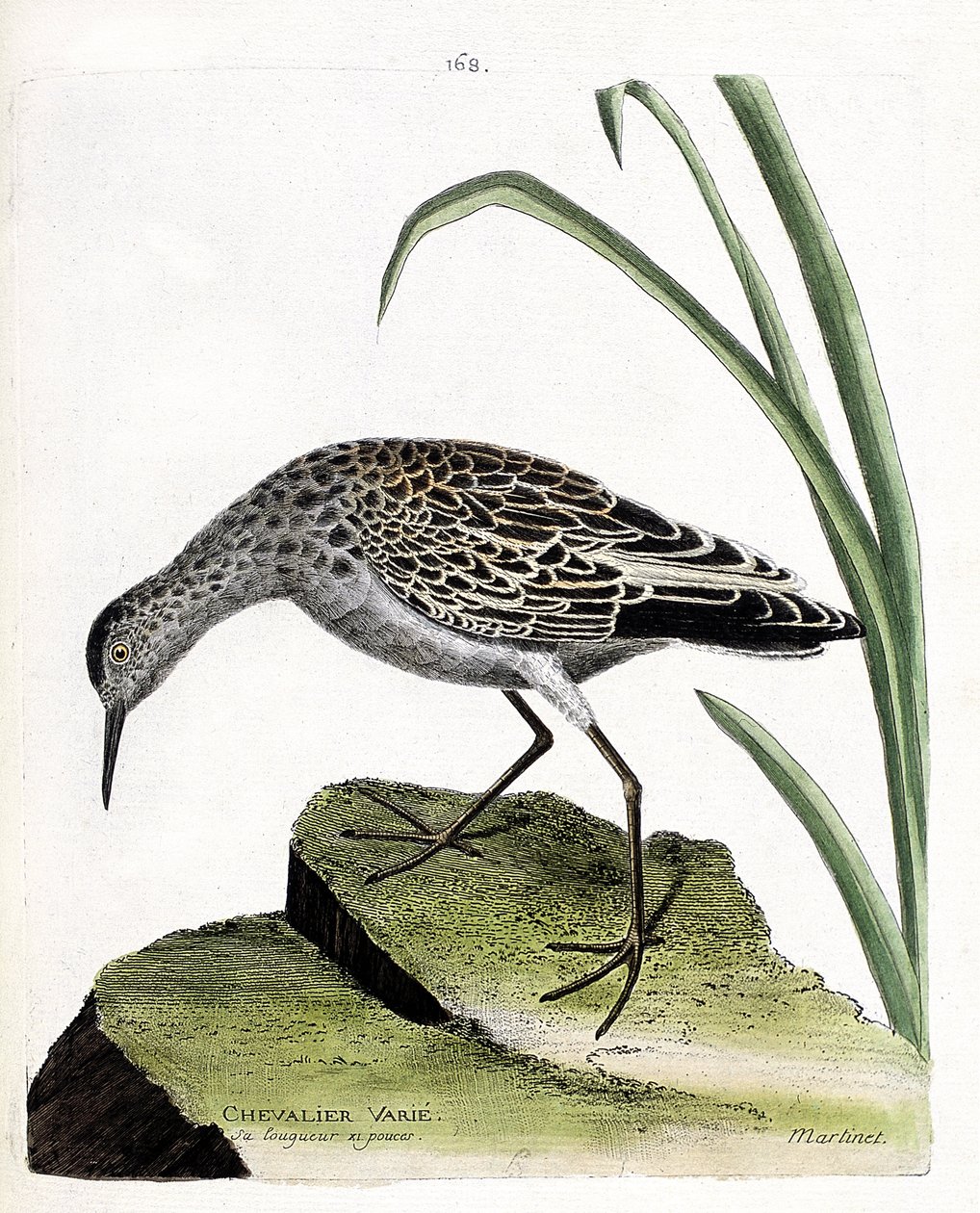 Zoologisch bord (ornithologie): ridder varieert (vechter varieert of philomachus pugnax). Illustratie in 