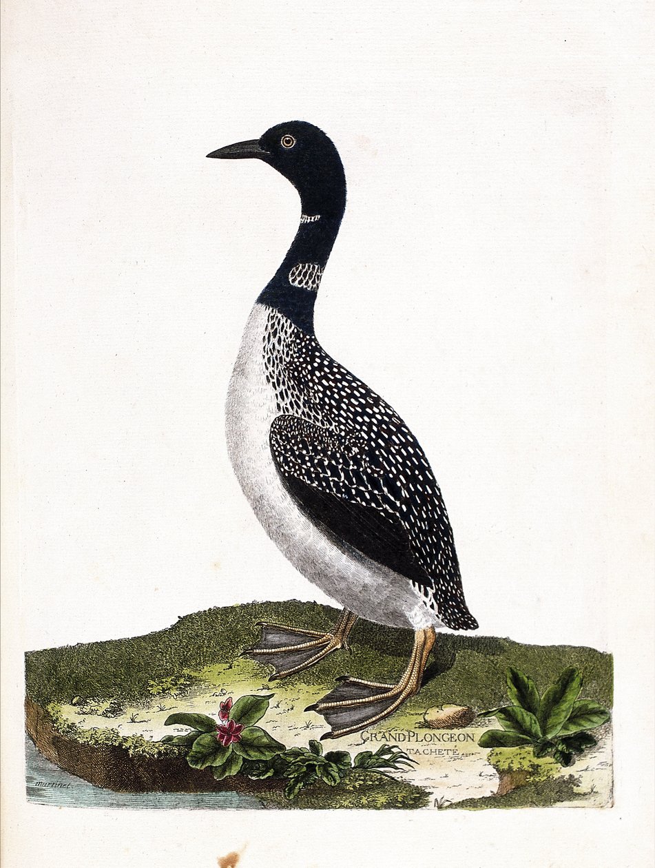 Zoologische kaart (ornithologie): grote spotduiker (gavia immer). Illustratie in 