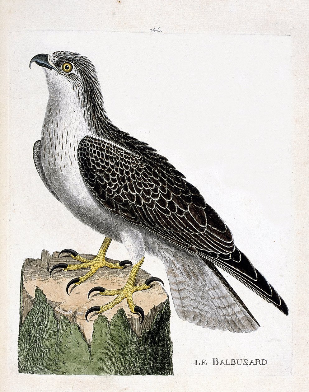 Zoologische plaat (ornithologie): de visarend (visarend of pandion haliaetus). Illustratie in “De Geschiedenis van de Vogels, Geschilderd in Hun Verschijnende en Gevoelige Aspecten” door Francois Nicolas Martinet (1731-1800). Privécollectie. door Francois Nicolas Martinet