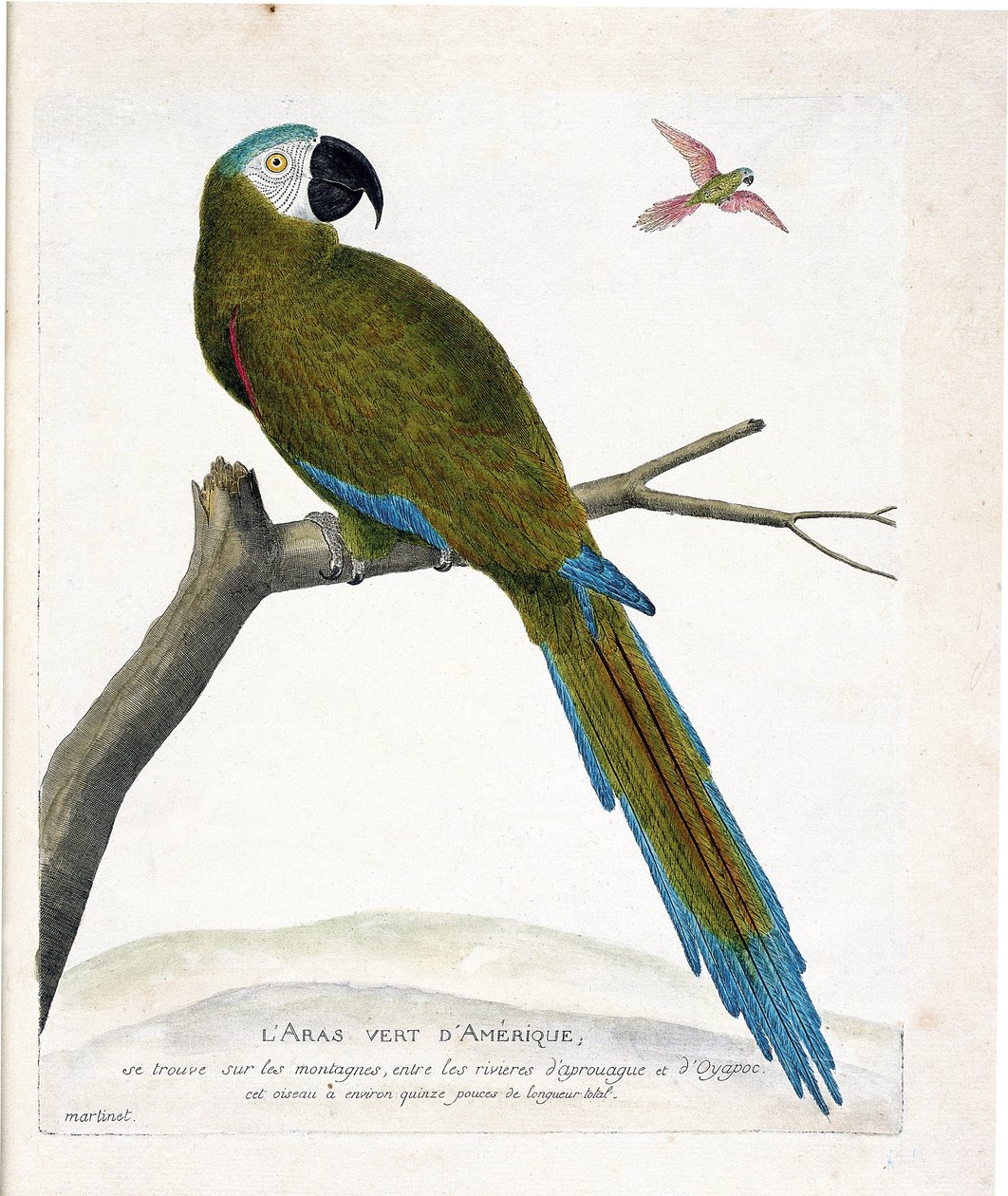 Zoologische kaart (ornithologie): Amerikaanse groene ara