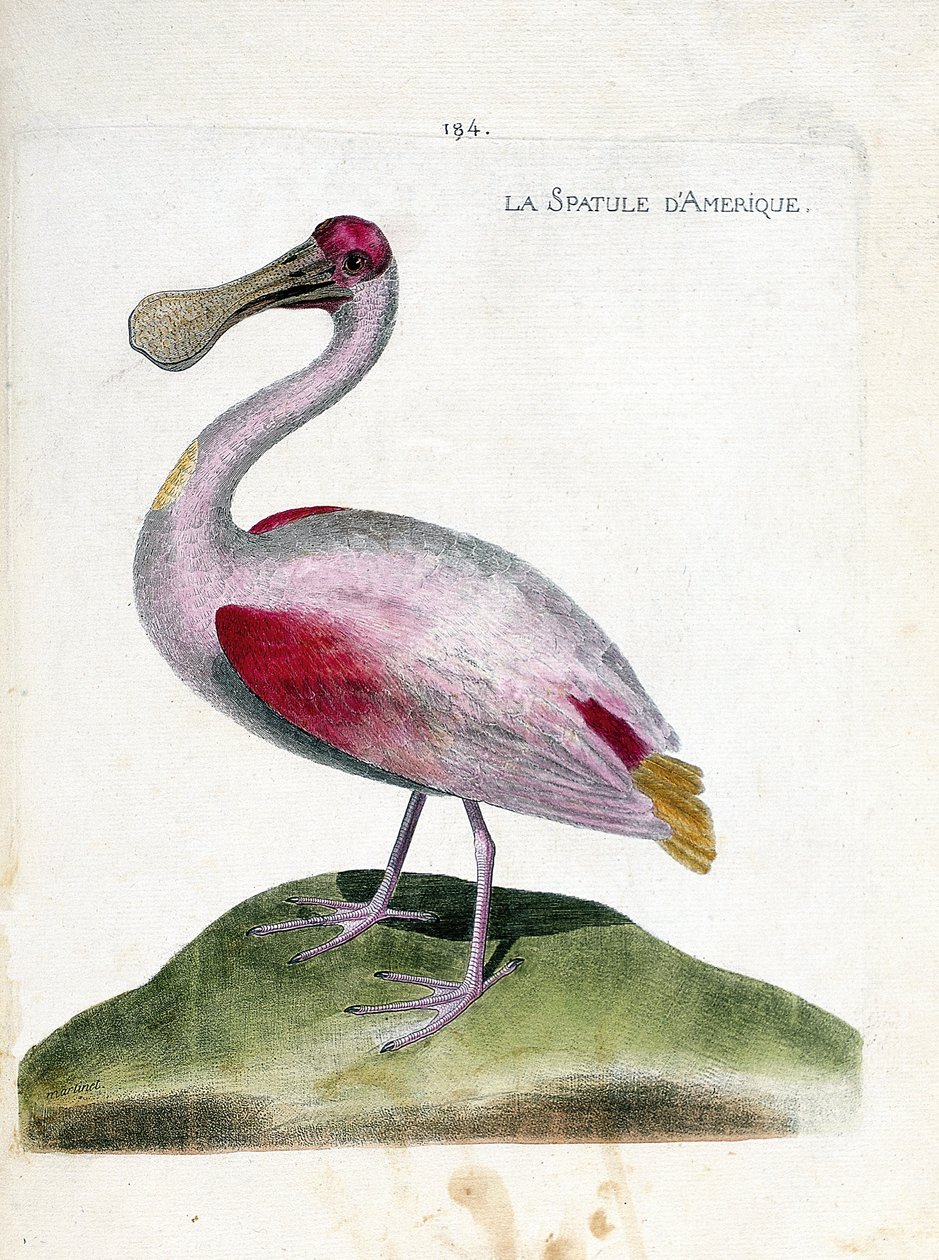Zoologische kaart (ornithologie): Amerikaanse lepelaar (roze lepelaar of platalea ajaja). Illustratie in 