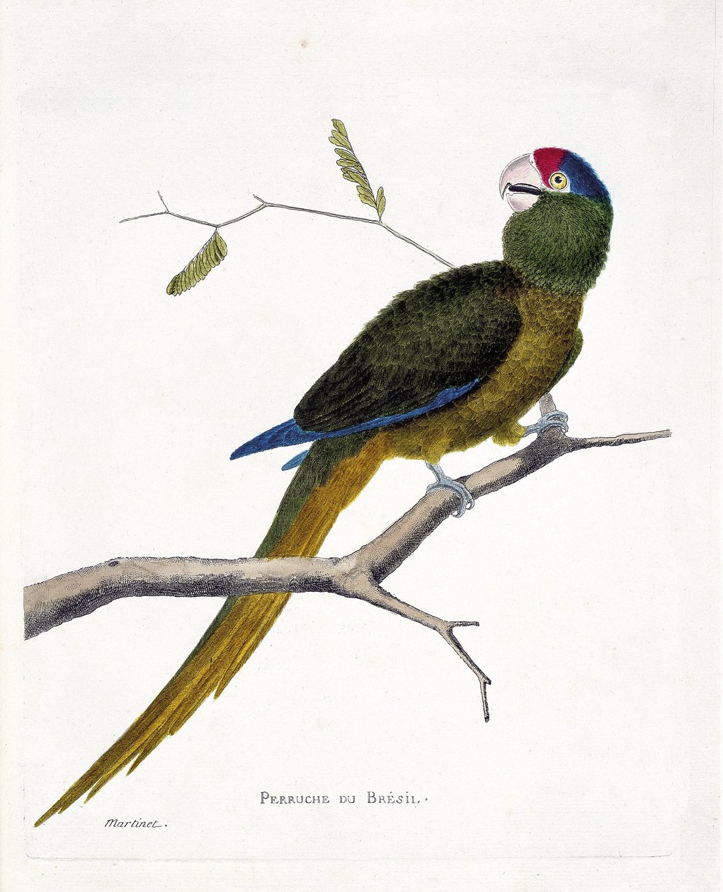 Zoologische kaart (ornithologie): Braziliaanse parkiet (rood-voorhoofd conure of aratinga canicularis) op een tak. Illustratie in 