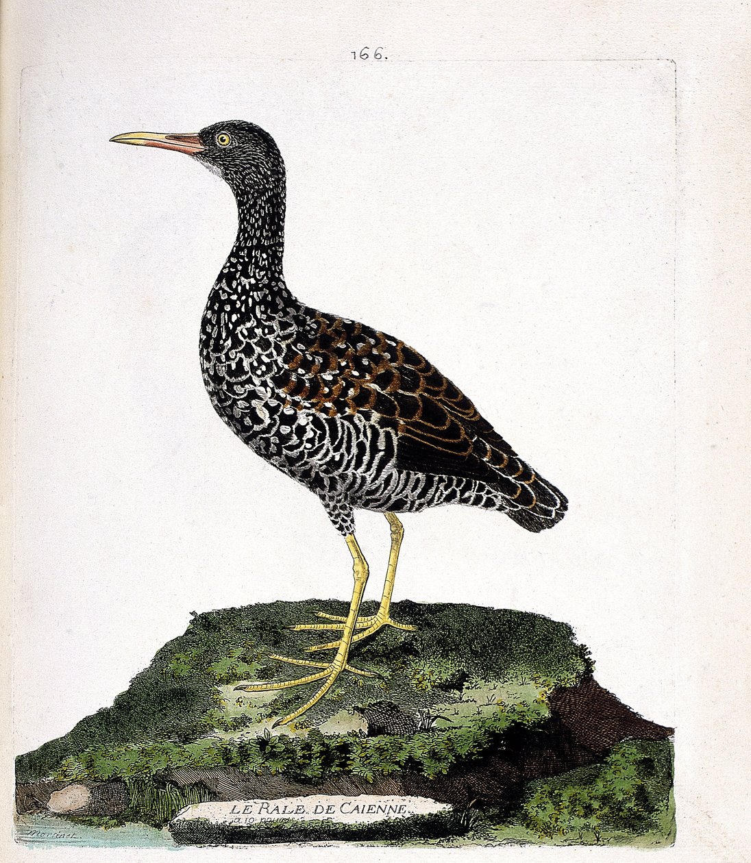 Zoologische kaart (ornithologie): Cayenne