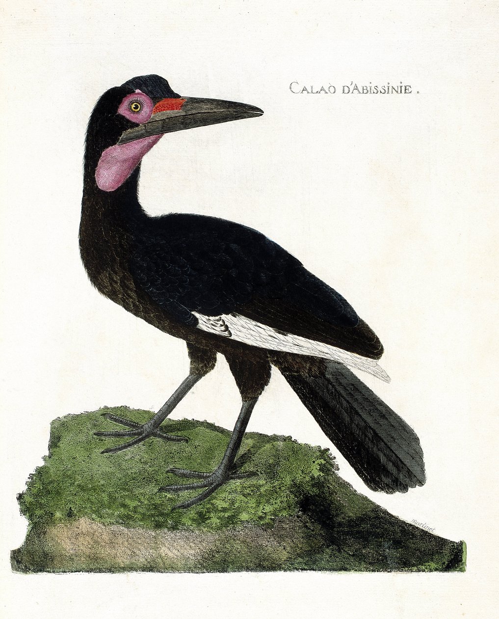 Zoologische kaart (ornithologie): Calao d